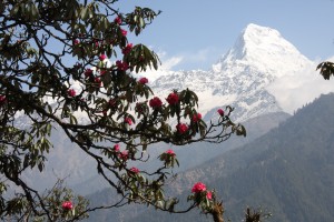 シェルパ族が案内するネパールの旅｜ロイヤルオーキッドトレックス|私たちはシェルパ族だけで運営するトレッキング・登山専門の会社です。エベレストに代表される8000m級のエクスペディションから観光ツアーまで、ネパール、ヒマラヤを知り尽くしたエキスパートだからできる、現地での快適な旅のプランをご提案します。ゴレパニ・プーンヒルロイヤルオーキッドトレックス - シェルパ族が案内するネパールの旅